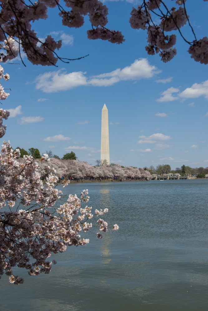 Cherry Blossoms Galore at the National Cherry Blossom Festival