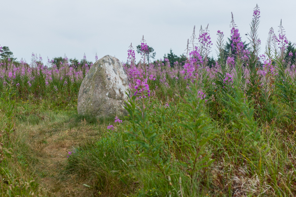 Højstrup viking graveyard