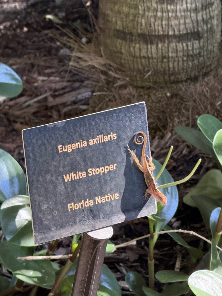 Small gecko sitting on a sign at Sunken Gardens.