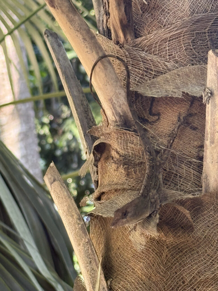 Small gecko sitting on a tree at Sunken Gardens.