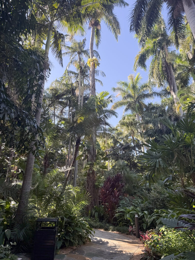 A picture of tall palm trees at the Sunken Gardens