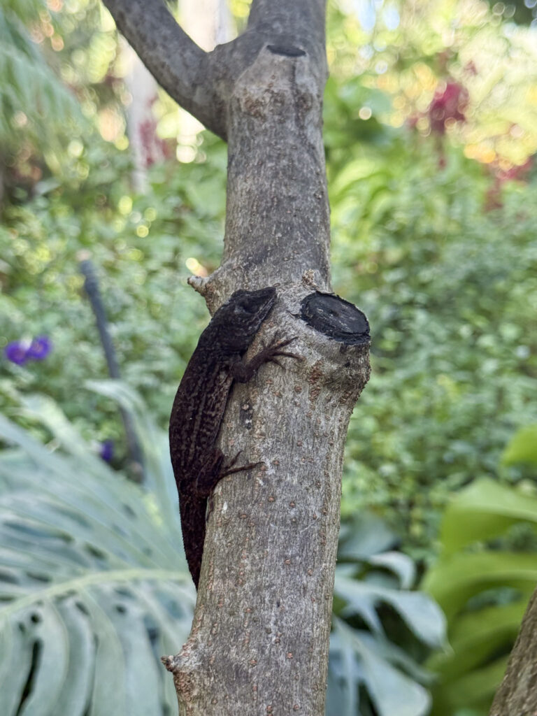 Black anole sitting on a sign at Sunken Gardens.