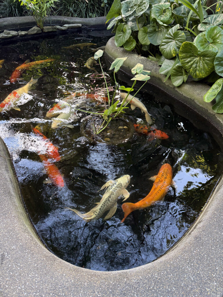 A group of colorful koi swimming in the koi pond at Sunken Gardens.