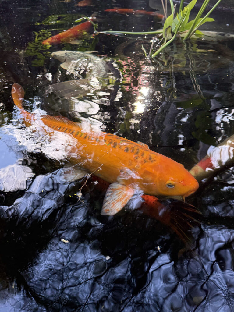 A large orange koi fish swimming in the koi pond at Sunken Gardens.
