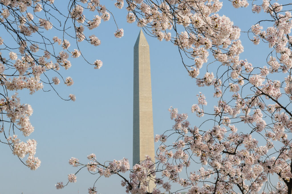 Washington Memorial in Washington DC framed by cherry blossoms
