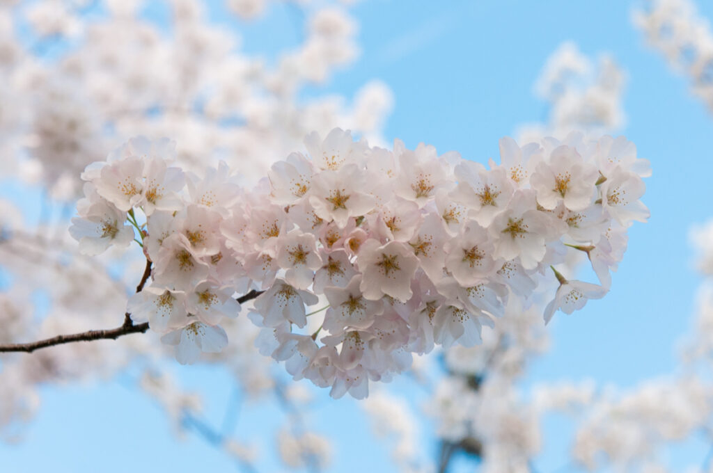 Close up photo of a tree branch with cherry blossoms