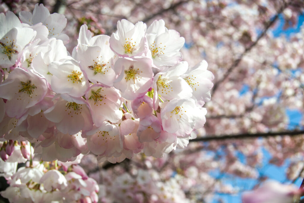 Close up photograph of cherry blossoms
